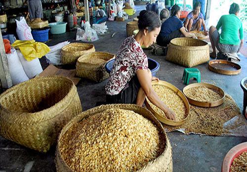 Industri Kacang Desa Bang Bang, Tembuku